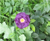 be367f17-Rhapsody in blue.jpg